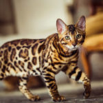 Bengal, Katze, wie, A, Leopard, Sneaks