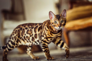 Bengal, Katze, wie, A, Leopard, Sneaks