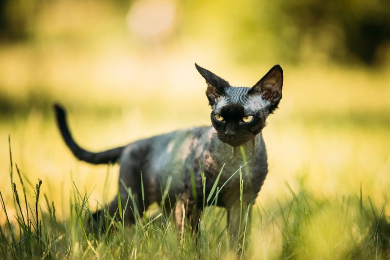 Junge graue Devon Rex-Kätzchen im grünen Gras.