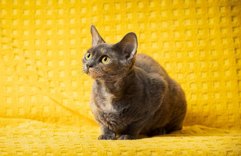 Junge graue graue Devon Rex-Katze sitzend. Kurzhaarige Katze der englischen Rasse auf gelbem kariertem Hintergrund. Kurzhaar-Haustier-Katze, die oben schaut. Platz kopieren
